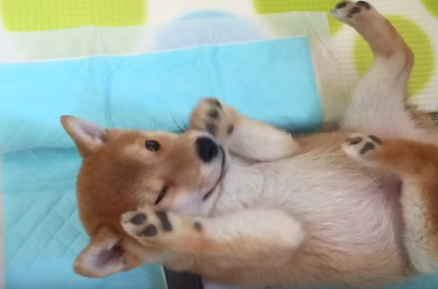 しゃっくりが止まらない・・・困る子犬