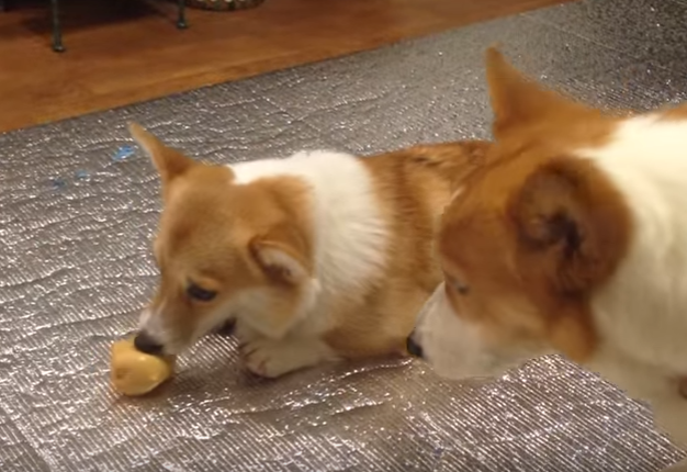 おもちゃを貸して欲しいコーギー