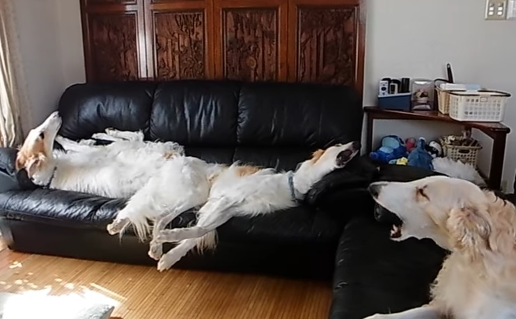 borzoi3