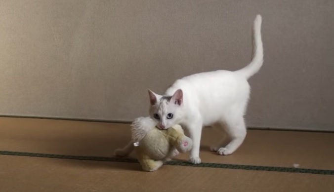 judo
