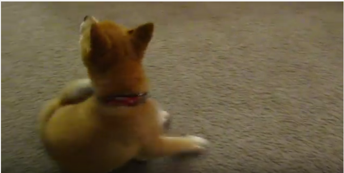 柴子犬の可愛すぎるカキカキ