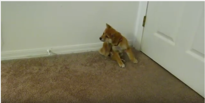 柴子犬の可愛すぎるカキカキ
