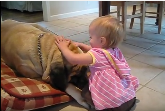 大型犬マスティフと赤ちゃんのキス