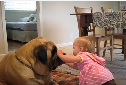 大型犬マスティフと赤ちゃんのキス