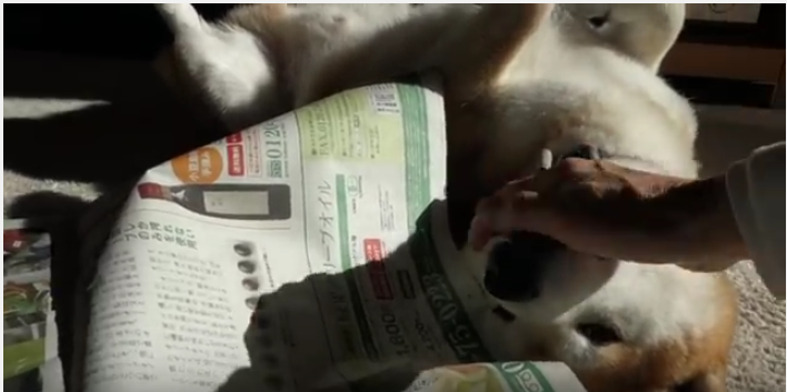 新聞あるある、やはりよけてくれない柴犬