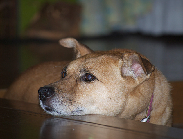 愛犬のこの動きは老化からきている? 愛犬の老化度をチェックしよう!