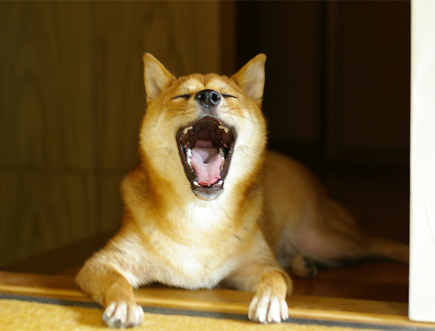 犬の「クセ」はどんな意味があるの?