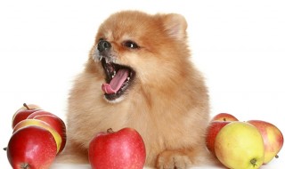 犬は甘党!? 犬が甘党になった原因と与えていい果物について
