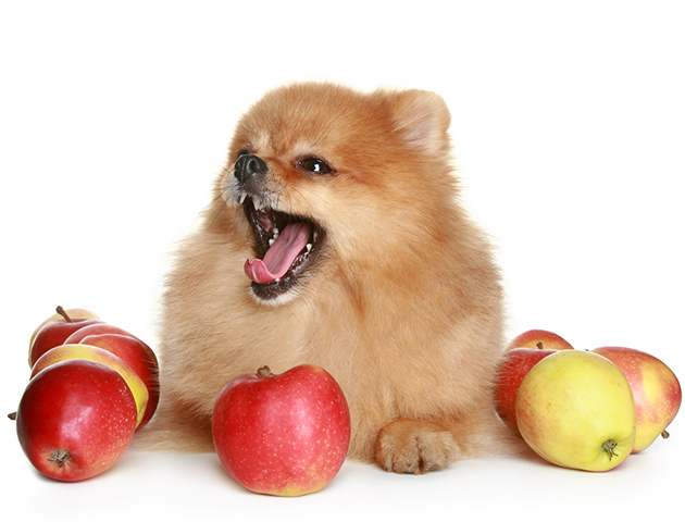犬は甘党!? 犬が甘党になった原因と与えていい果物について
