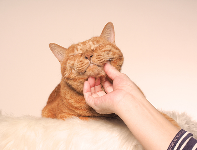 猫がゴロゴロと鳴くのはどうして? そして鳴かなくなる理由とは