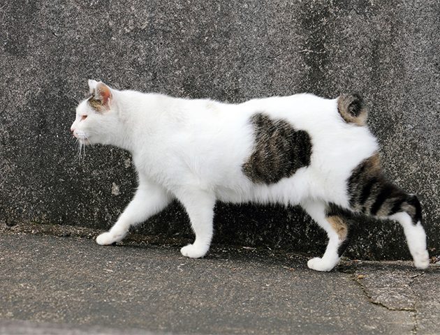 日本で短いしっぽの猫が多い理由と愛されるひみつ