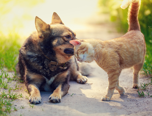 犬と猫を同居させるには? 二匹に仲良くしてもらうコツ