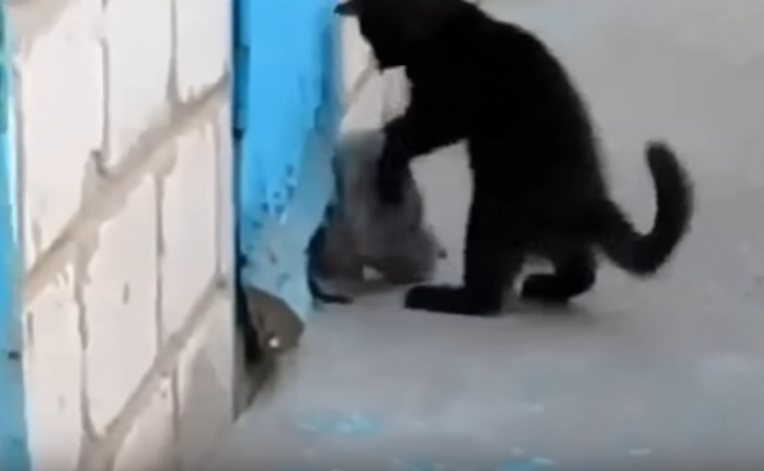 救出劇!子犬を助ける子猫