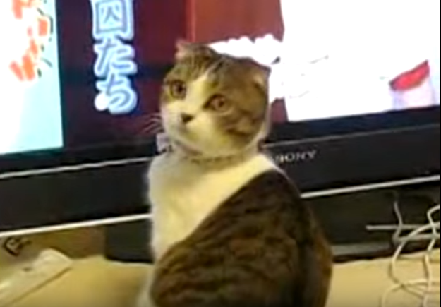 まさか?火曜サスペンス!!?怪演を見せるネコ