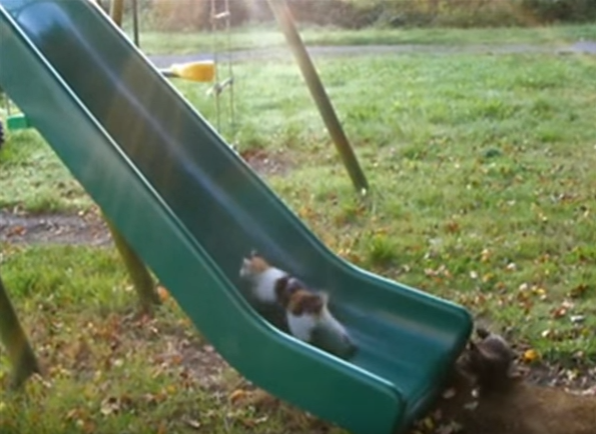 人間だけじゃ無い!子猫も大好き滑り台