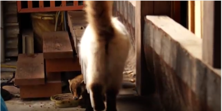 キャットフードを食べるムジナに猫パンチ炸裂!