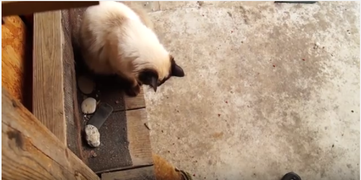 キャットフードを食べるムジナに猫パンチ炸裂!