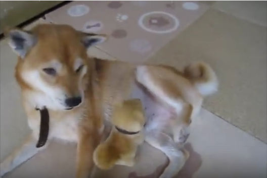 まるで本当のお友達?柴犬と柴犬のおもちゃ