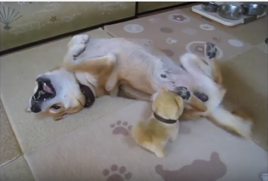 まるで本当のお友達?柴犬と柴犬のおもちゃ