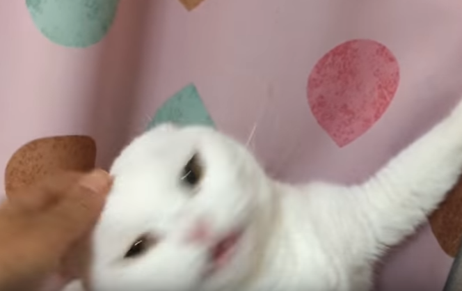 触らないで!!助けようとすると怒る猫