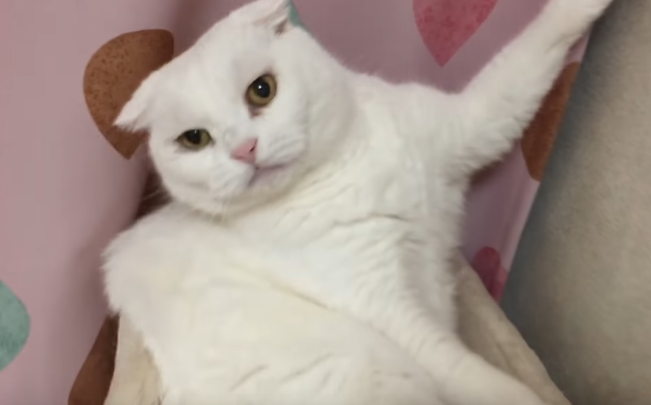 触らないで!!助けようとすると怒る猫