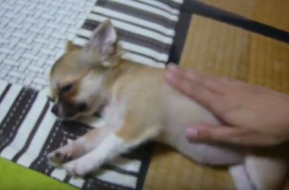 眠すぎて反応できないチワワ