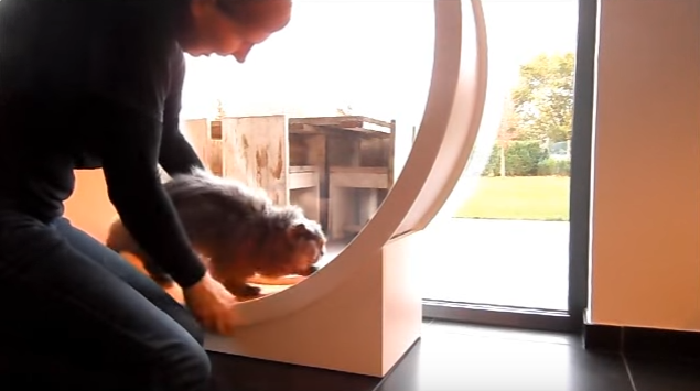 ペルシャ猫と運動器具