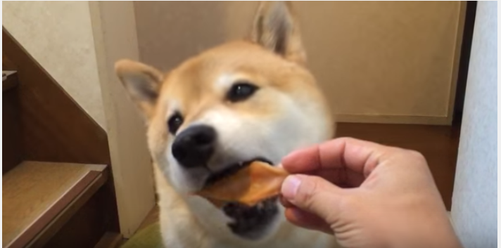 柴犬、おやつを貰ったのに何故鳴いているの?