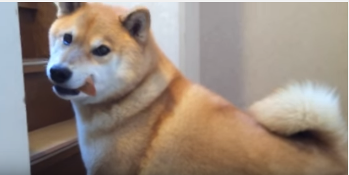 柴犬、おやつを貰ったのに何故鳴いているの?