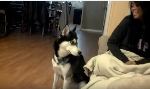 プイッと横を向くハスキー犬はご機嫌斜め?