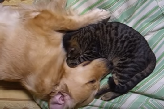 猫を枕にするゴールデンレトリバー