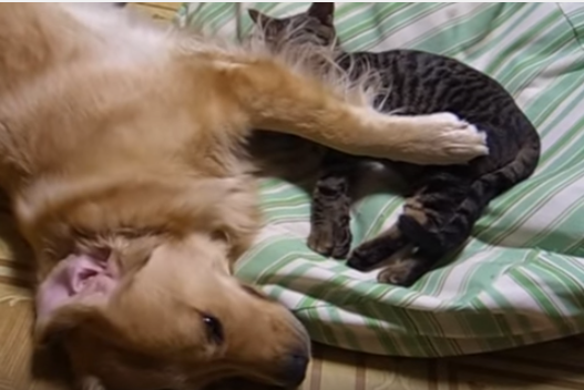 猫を枕にするゴールデンレトリバー