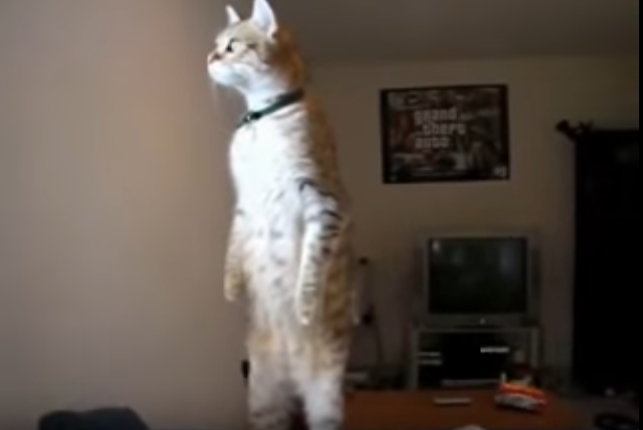 ソファーの上に立つネコ