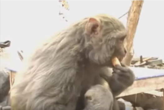 お猿さんのおっぱいを飲んでいるのは、ナント犬