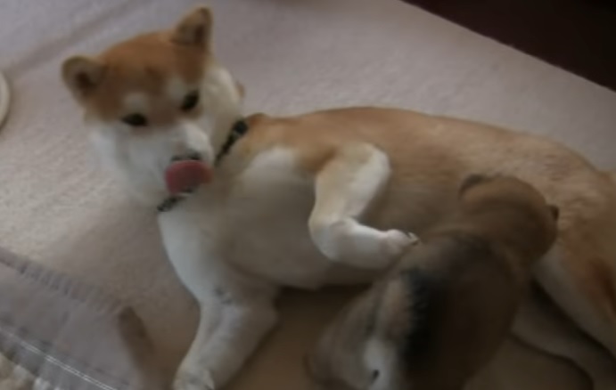 oppaijanaiyo