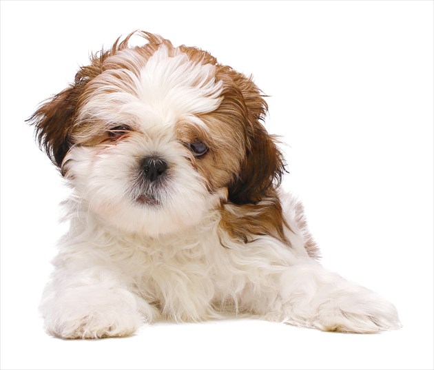 shutterstock_126401276_R