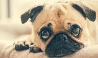 20200116dog