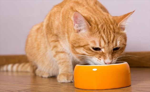 purina0719-4_R