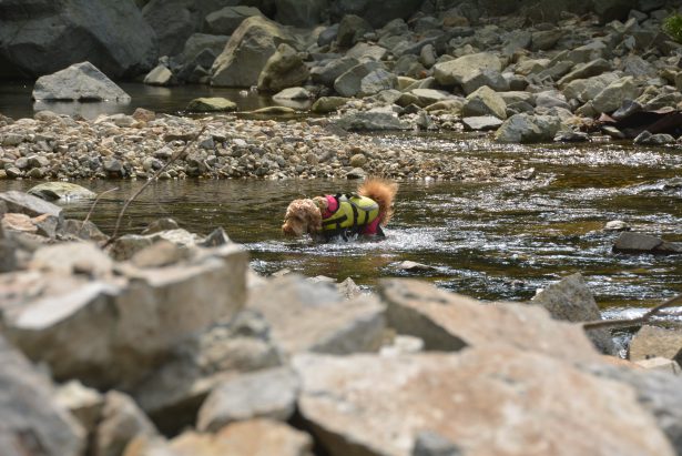 DSC_0035-615x411