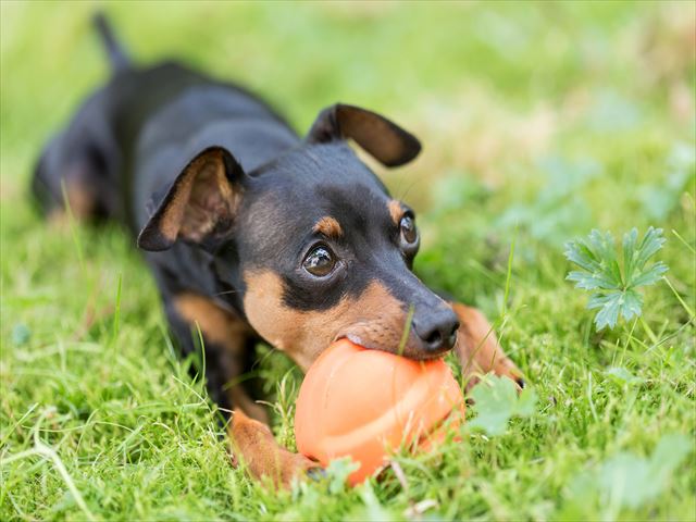 shutterstock_304459352_R