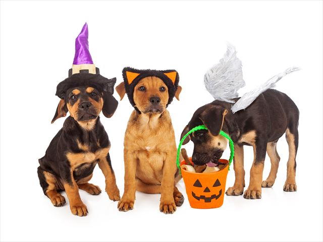 shutterstock_159173423_R