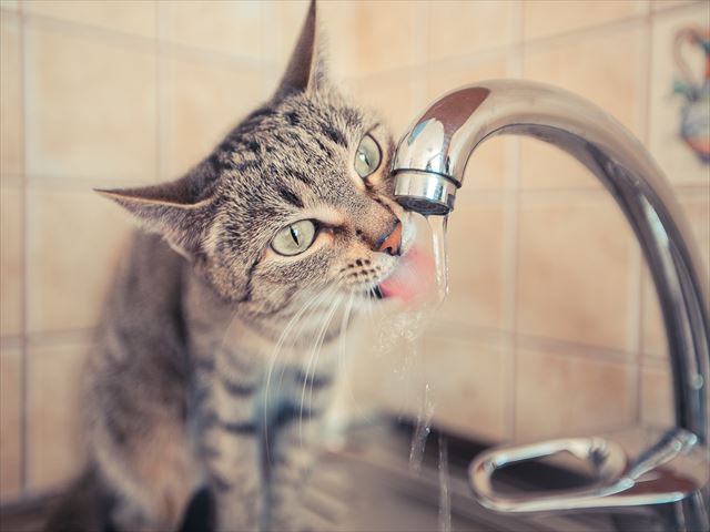 shutterstock_269029958_R