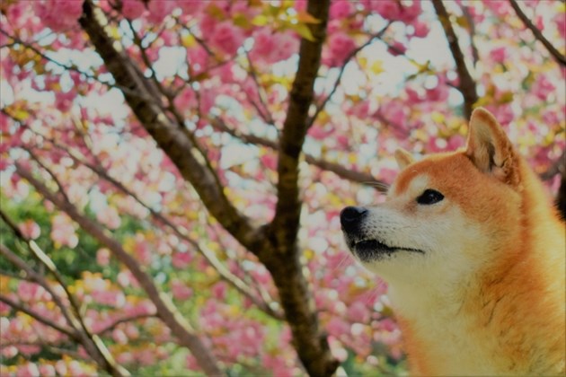 03ac6968500692b38d5c3dd1cef6f904_s_R