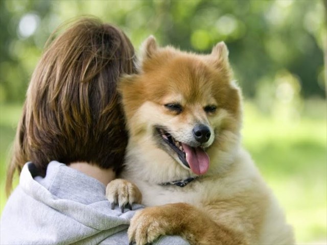 dogwr2_R