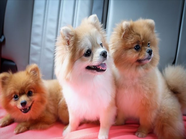 dogwr3_R