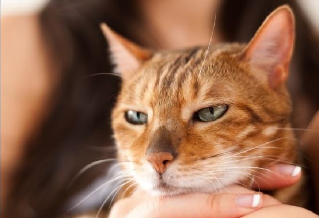 cat20190710