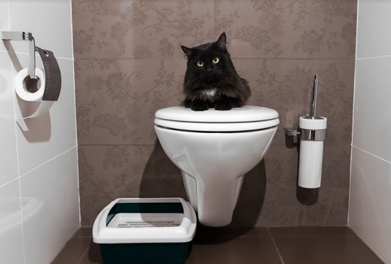 nekows
