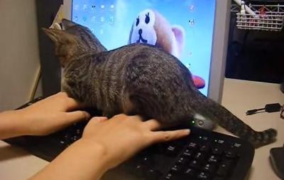自分だけを見て欲しい!パソコンを邪魔する猫