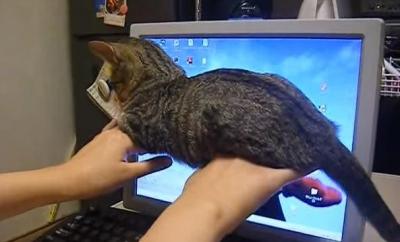 自分だけを見て欲しい!パソコンを邪魔する猫